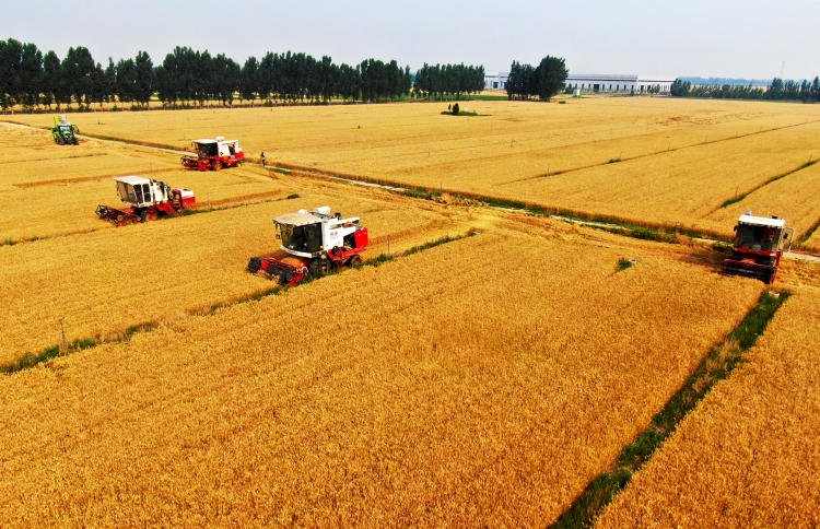 صورة جوية لحقول القمح في الصين