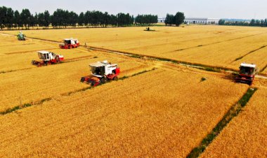 صورة جوية لحقول القمح في الصين